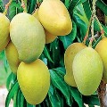 Mango Supply Short this Season