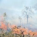 wild fire in Seshachalam forest