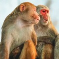 Two Arrested who used Monkeys for Theft