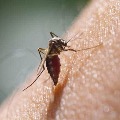 13 Dengue Cases Recorded In Delhi