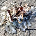 Mystery mass identified at a beach in North Carolina