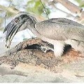 indian grey hornbill caught on camera in nallamala forest