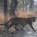 Leopard wandering in the suburban colonies of Tirupati