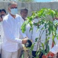 Harish Rao plants saplings on his birthday