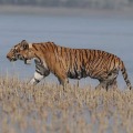 Tiger Travels 100 Km In 4 Months To Reach Bangladesh