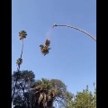 Man Cuts Palm Tree While Sitting On It Watch What Happens