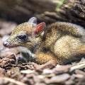 Rare mouse deer found in kommepalli forest