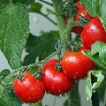Tomato price hike in Telangana due to unlock