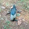 Crows died in Guntur district