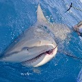 Oceanic shark populations dropped 71percent since 1970