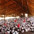Bird Flu spreads to ten states in country