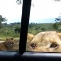 Lioness opens safari car door with her teeth  Scary old video goes viral