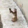 Monkey plays with her child