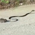  Rat fights with snake for mouse