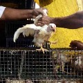  Centre says Bird Flu spreads to six states till now