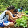 Every student in Phillippines must plant ten trees towards graduation as per new law