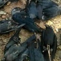Huge number of crows dies in Madhya Pradesh