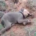 Tamil Nadu A 12 year old male elephant died