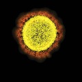 Photos of Corona virus captured by US scientists