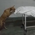 dog tries to eat deadbody