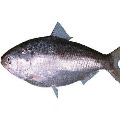 Huge Rate for Pulasa Fish