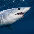 Need to Slaughter 5 Lakh Sharks for Corona Vaccine