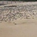 Turtle Tsunami in Brazil