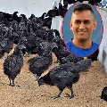 Bird flu detected in Kadaknath chickens headed for MS Dhonis farm