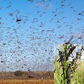 Locusts to reach Uttar Pradesh
