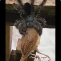 Giant spider eating a bird as video went viral