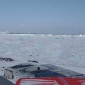 Corona virus touched Antarctica