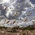 Madhya Pradesh Swarms of locusts being scared away by the district administration in Panna
