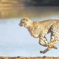 Cheeta on Tirupati Roads