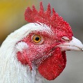 Chicken rate hiked to Rs 260 in Telangana
