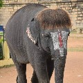  Elephant grabs attention with a unique hair style