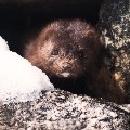 Culled mink resurface after burial in Denmark