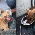 Dog with tape wound tight around its mouth for almost two weeks rescued in Kerala
