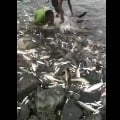Huge number of fishes stranded at Sundilla Barrage in Manchiryal district 