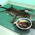 Leopard killed and cooked for a feast in Kerala
