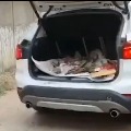 bmw luxury carrying car garbage jharkhand ranchi
