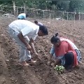 YSRCP MP Madhavi Busy With Farming