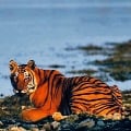 Tiger from Kaziranga National Park rested in a goat shed
