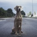 dog dragged by chain