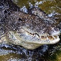 Australian man fights off crocodile to survive attack