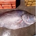 Telia Bhekti fish gets huge price in auction