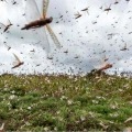 Locust swarm travelling towards Madhya Pradesh and Jharkhand