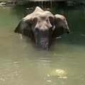 javadekar on elephant death