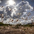 DGCA issues alert to all airlines about locust swarm