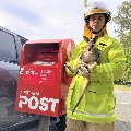 Kangaroo in postbox 