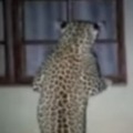 Once again Leopard presence in Rajendra Nagar